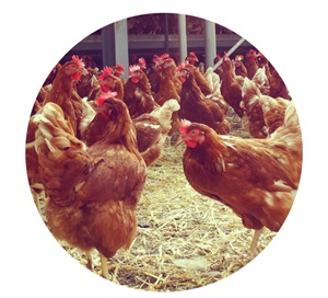 ruimte voor de kippen