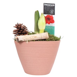 SPAR amaryllis