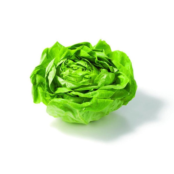 kropsla groot voorkant