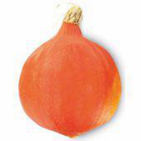 pompoen oranje voorkant